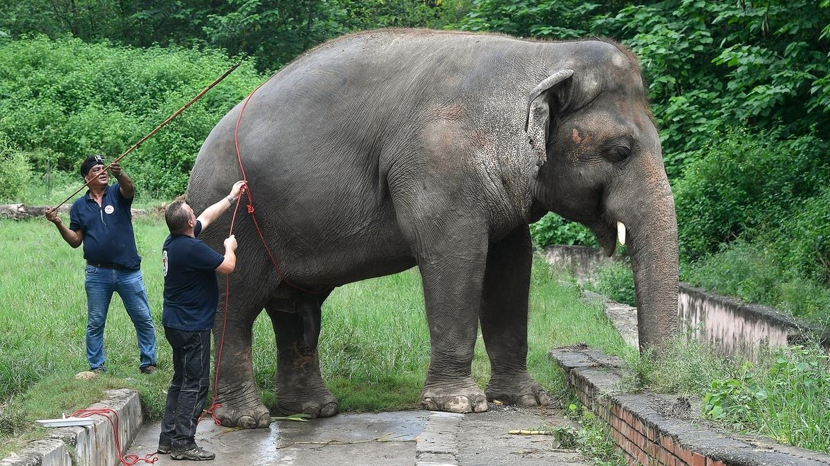 Nejosamělejší slon světa se vydá vstříc lepšímu životu
